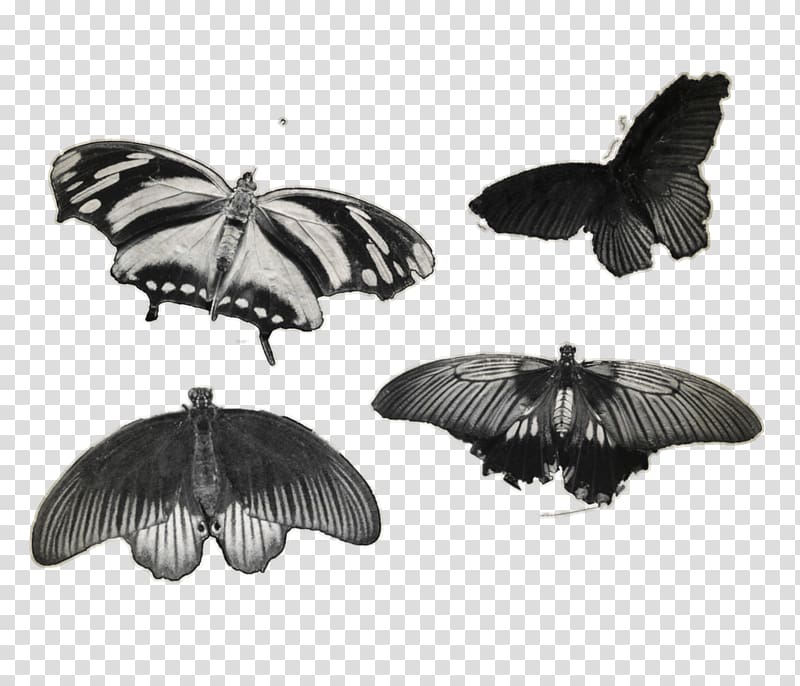 Butterfly Insect Moth Monochrome Pollinator, butterfly aestheticism transparent background PNG clipart