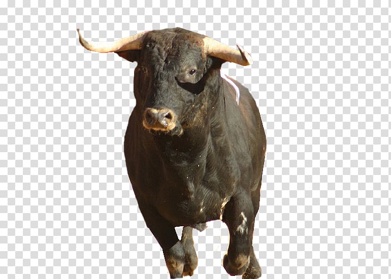 Spanish-style bullfighting Cattle San Fermín Aranjuez, taureau transparent background PNG clipart