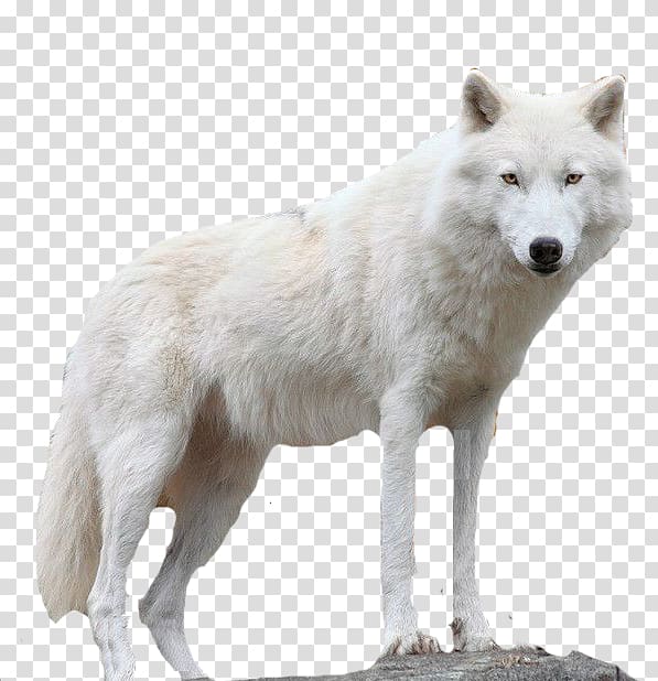 Icehotel Alaskan tundra wolf Layers Ice Hotel, Snow white fur wolf transparent background PNG clipart