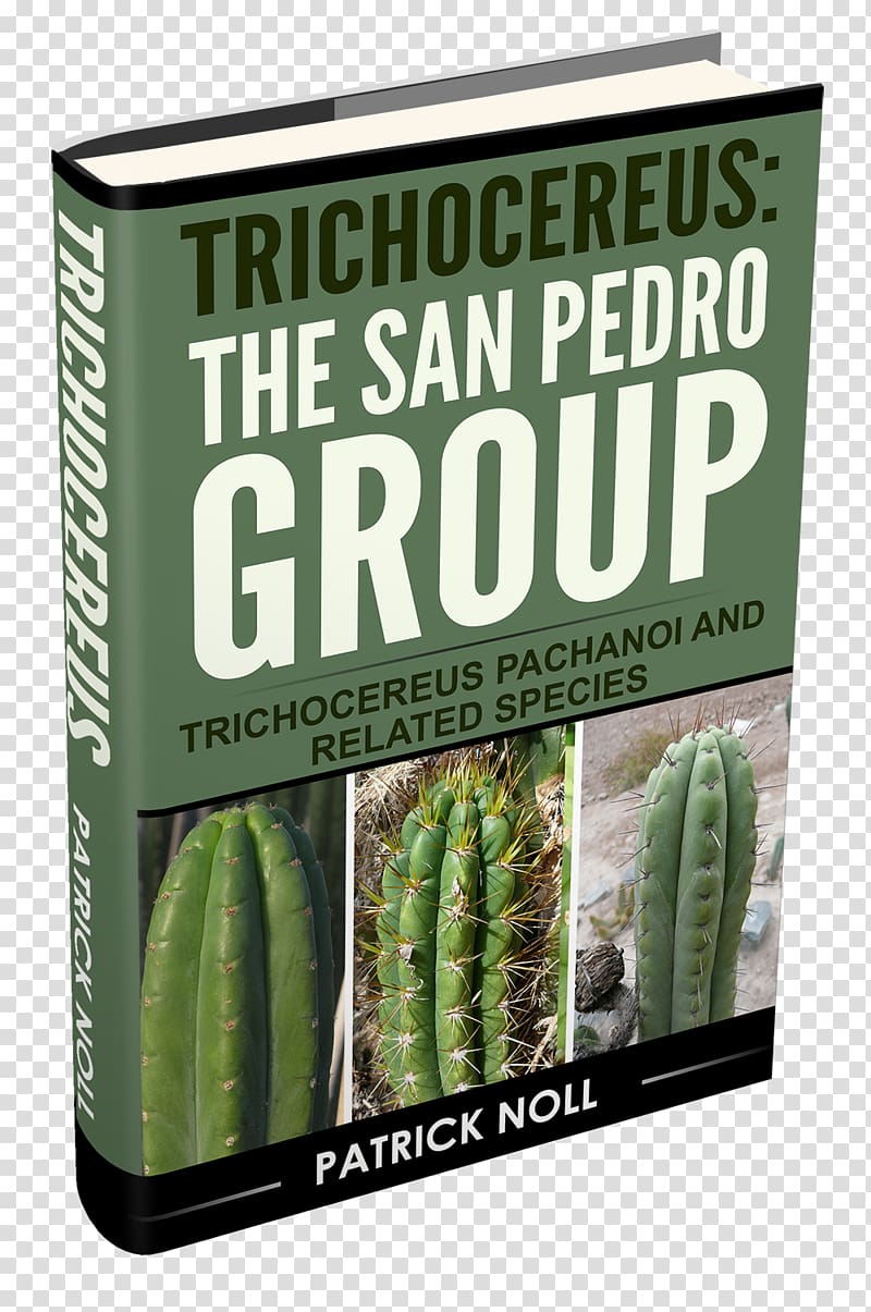 San Pedro cactus Cactaceae Mescaline Plant Echinopsis spachiana, San Pedro Cactus transparent background PNG clipart
