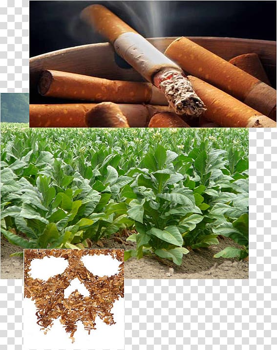Industrial crop Tobacco Agriculture Cash crop, Tabaco transparent background PNG clipart