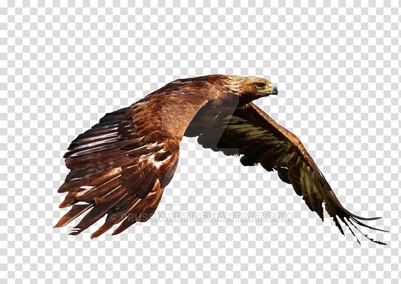 Bird Bald Eagle Flight Desktop , Bird transparent background PNG clipart