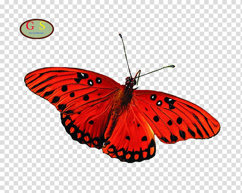 Butterfly Insect Desktop Greta oto, butterfly transparent background PNG clipart