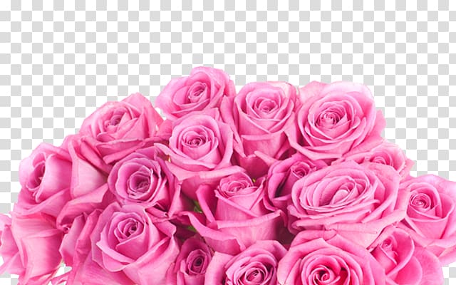 Still Life: Pink Roses Flower, A bouquet of pink roses transparent background PNG clipart