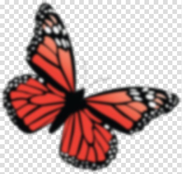 Monarch butterfly CentralPlaza Udon Thani Pieridae Isan, butterfly transparent background PNG clipart