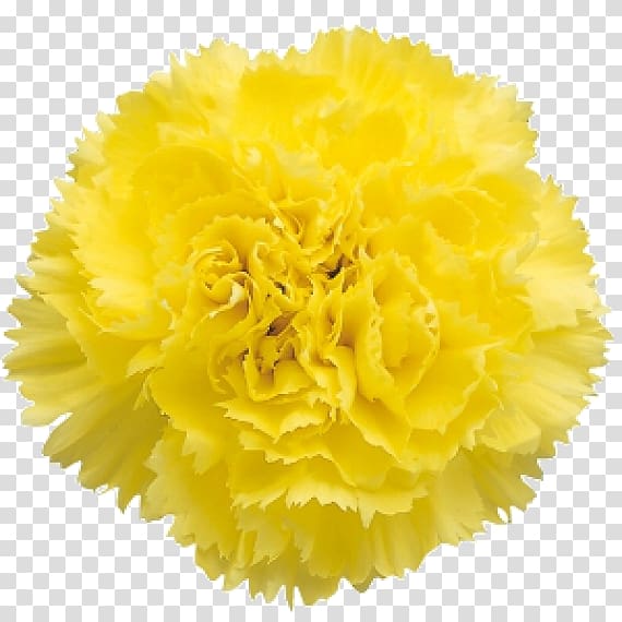Carnation Flower bouquet Transvaal daisy Yellow, flower transparent background PNG clipart