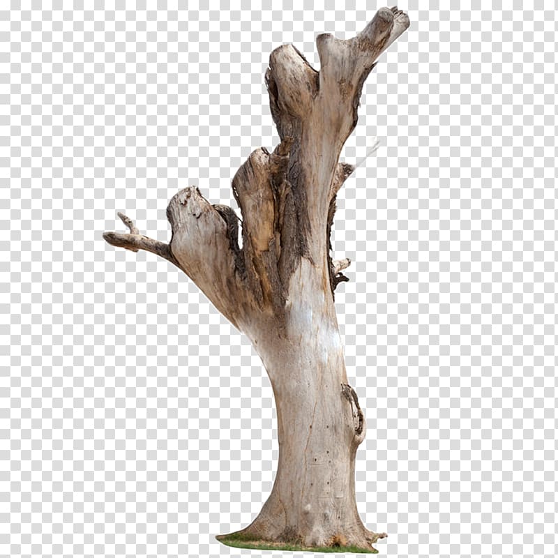 dead tree transparent background PNG clipart