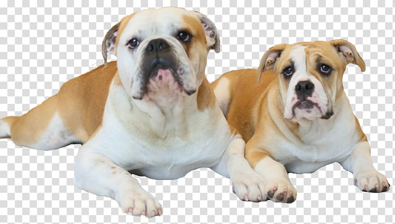 Old English Bulldog Olde English Bulldogge American Bulldog Valley Bulldog Toy Bulldog, puppy transparent background PNG clipart