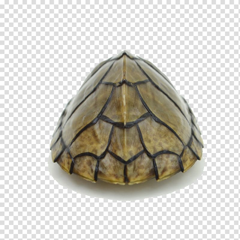 Box turtle Tortoise, Sham razor turtle transparent background PNG clipart