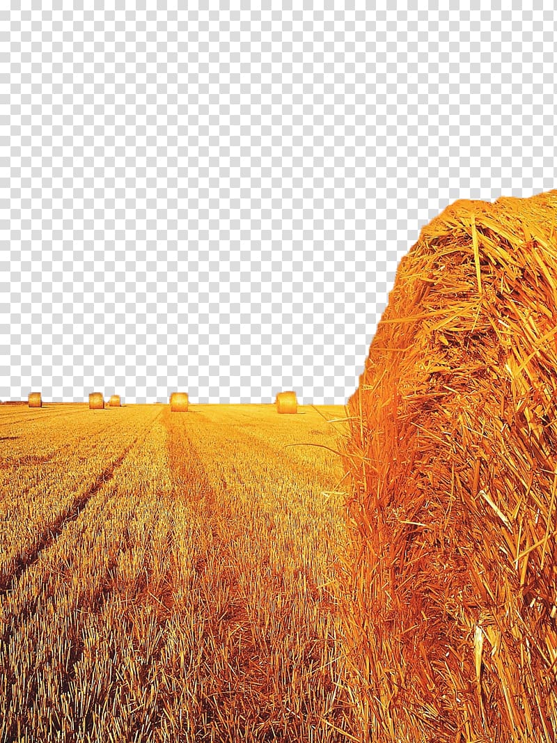 hay rolls, Field Straw-bale construction Harvest Wheat, Wheat field transparent background PNG clipart
