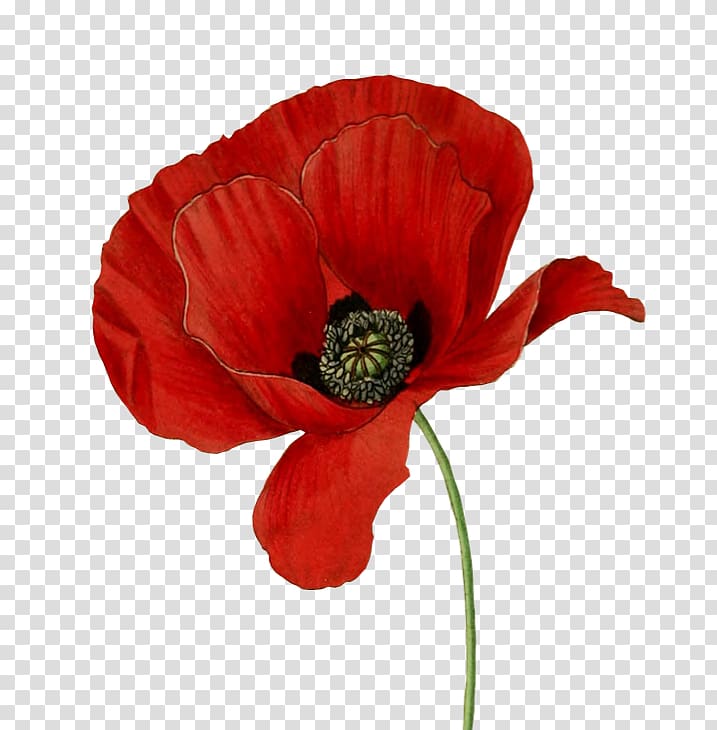 Common poppy Opium poppy Flower California poppy, Grizz Helps Christmas Parties Part 1 transparent background PNG clipart