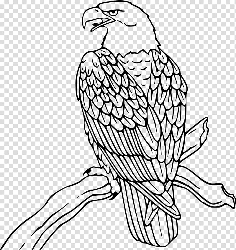 Bald Eagle Coloring book Bird Harpy Eagle, eagle transparent background PNG clipart