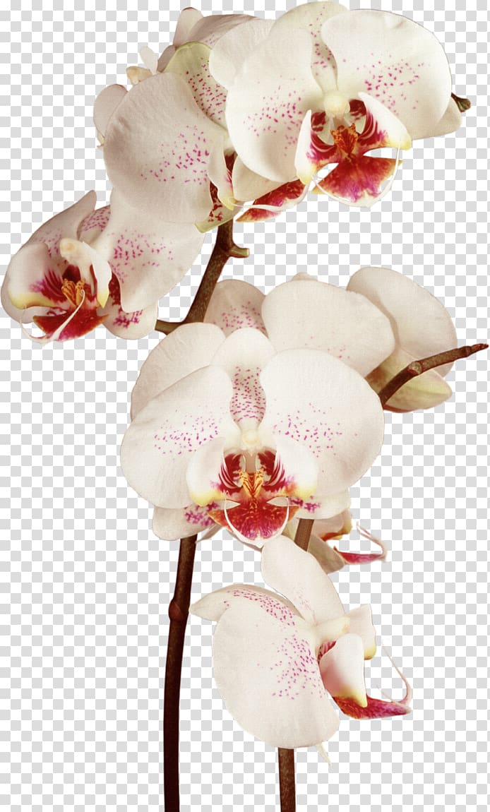 Orchids Flower , flower transparent background PNG clipart