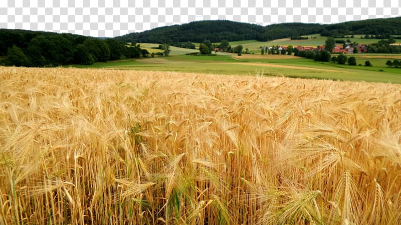 brown plant field, Responsive web design Agriculture Web template system Organic farming, Natural flour golden wheat field transparent background PNG clipart