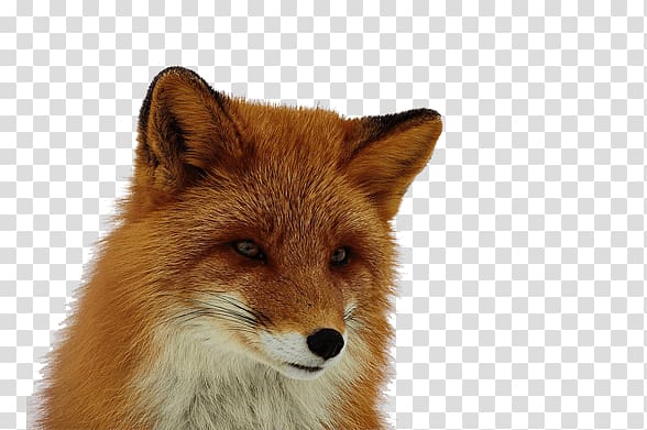 Fox transparent background PNG clipart