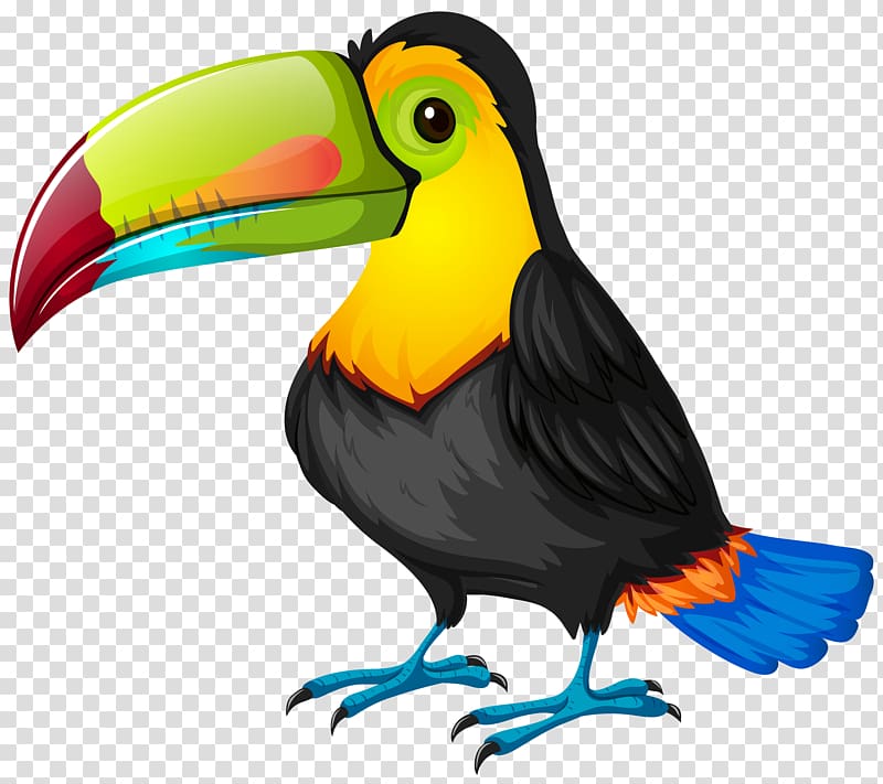 Black and green long-beak bird illustration, Bird Toucan Parrot Cartoon