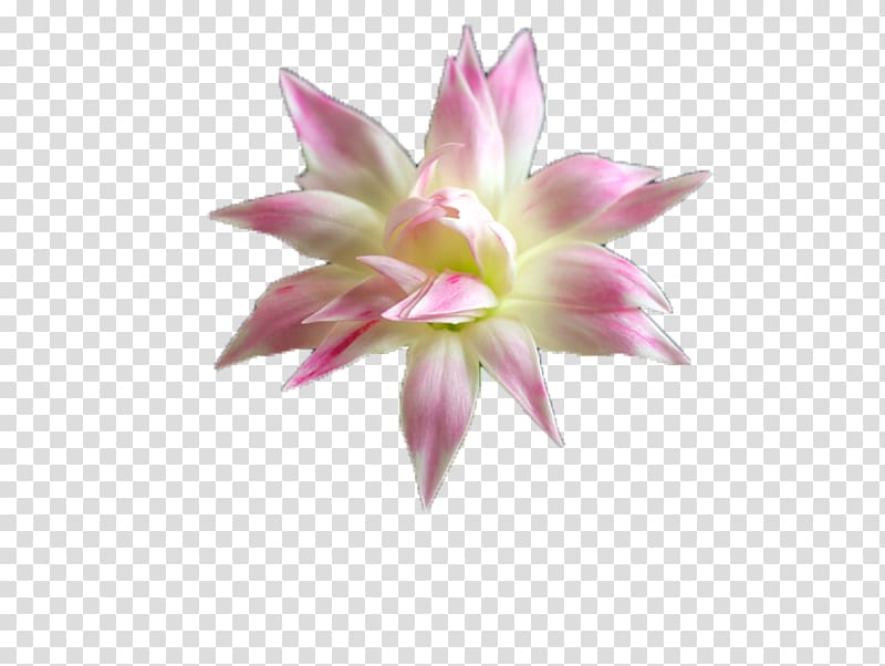 Water lilies Pygmy water-lily Nelumbo nucifera, Blooming water lily material transparent background PNG clipart