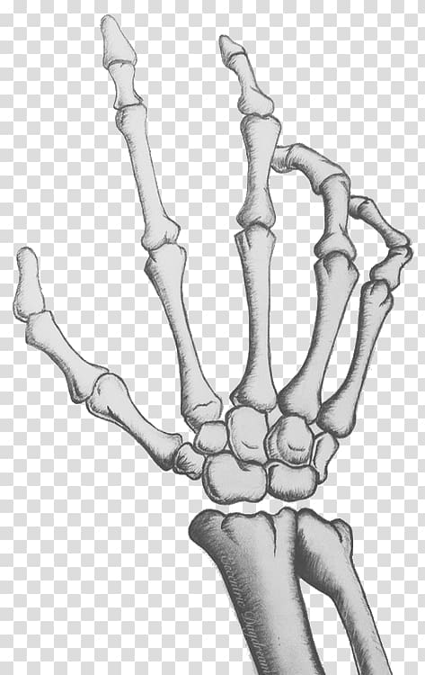 Human skeleton Skull Bone Hand, Skeleton transparent background PNG clipart