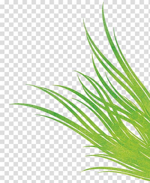 Sweet Grass Green Leaf Plant stem, powder bursting transparent background PNG clipart