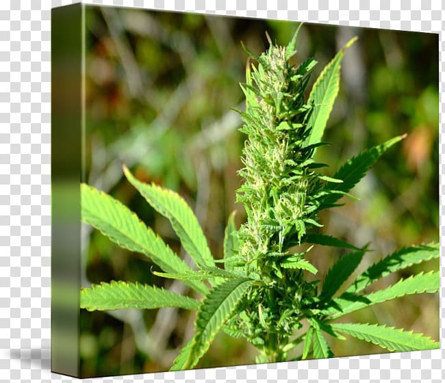 Medical cannabis Hemp Plant Bud, Pot plant transparent background PNG clipart