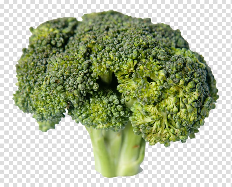 Broccoli Vegetable Food, Broccoli transparent background PNG clipart