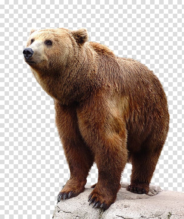 bear transparent background PNG clipart