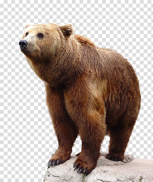 Brown bear, bear transparent background PNG clipart