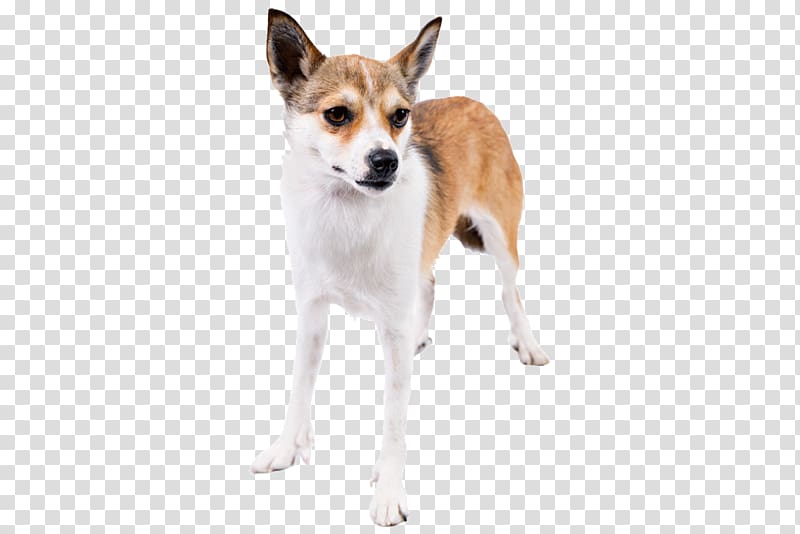 Dog breed Norwegian Lundehund Toy Fox Terrier Tenterfield Terrier Puppy, Norwegian Buhund transparent background PNG clipart