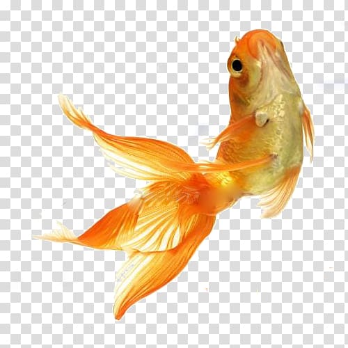 Goldfish Tropical fish Feeder fish, fish transparent background PNG clipart