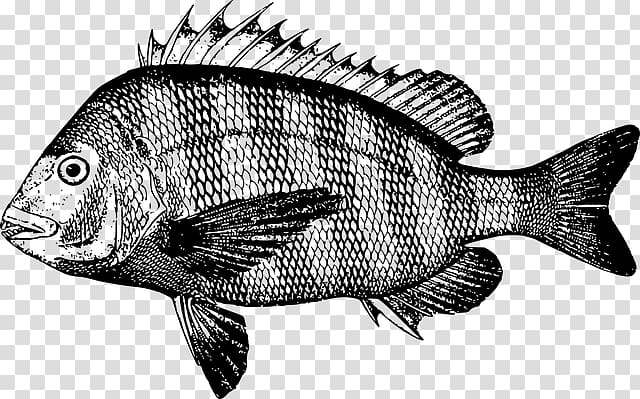 Sheepshead Fish, fishing illustration transparent background PNG clipart