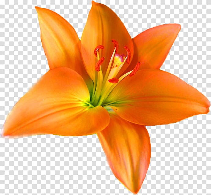 Orange lily Flower Orange S.A. Petal, flower transparent background PNG clipart