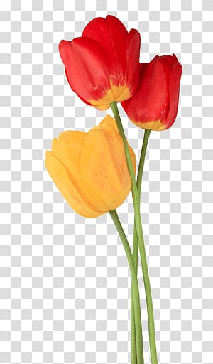 red and yellow tulips, Tulip Trio transparent background PNG clipart