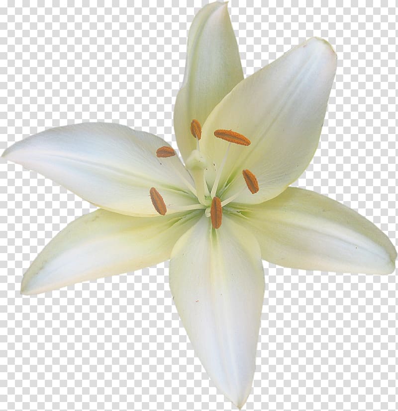 Lilium candidum Flower Fleur-de-lis Liliaceae , flower transparent background PNG clipart