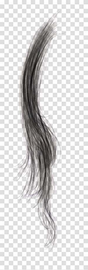 Hair png  Hair illustration, Hair png, Hair sketch