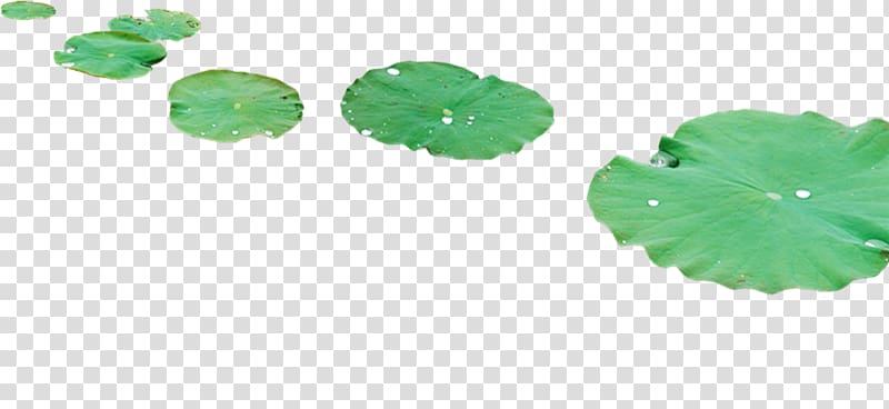 Leaf Nelumbo nucifera Lotus effect Dew, Perspective lotus transparent background PNG clipart