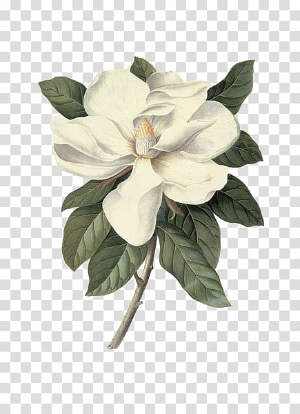 white flower , Victoria and Albert Museum Southern magnolia Botanical illustration Botany Painting, Peony transparent background PNG clipart