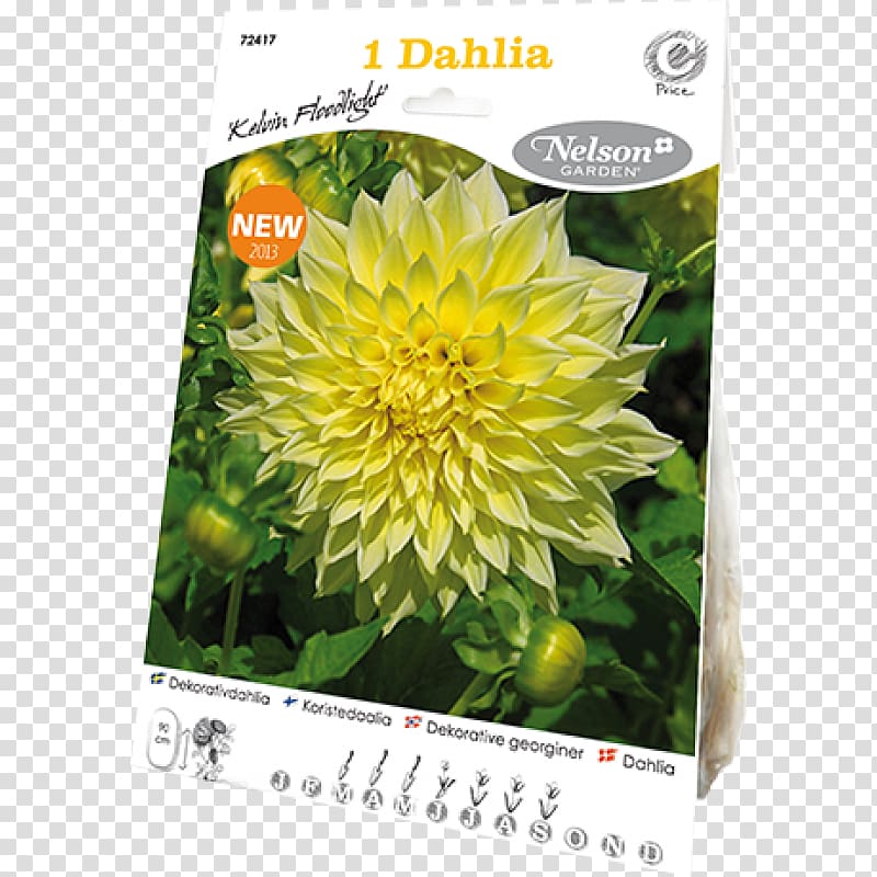 Dahlia Flower Bulb Yellow Tuber, Dahlia Pinnata transparent background PNG clipart
