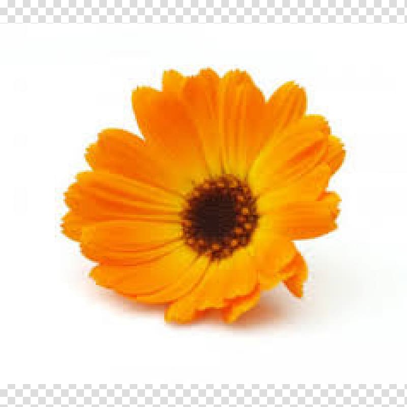 Marigolds English marigold Medicinal plants Mexican marigold Flower, autumn-flowers transparent background PNG clipart