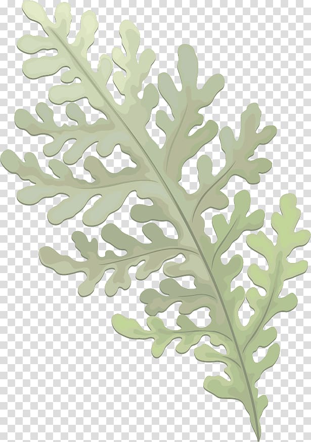 Pine Euclidean , Evergreen leaves transparent background PNG clipart