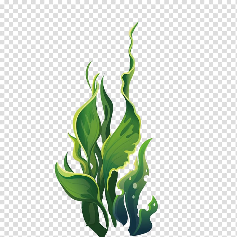 linear leafed plant illustration, Aquatic plant Algae, Wide green leaves marine plants transparent background PNG clipart