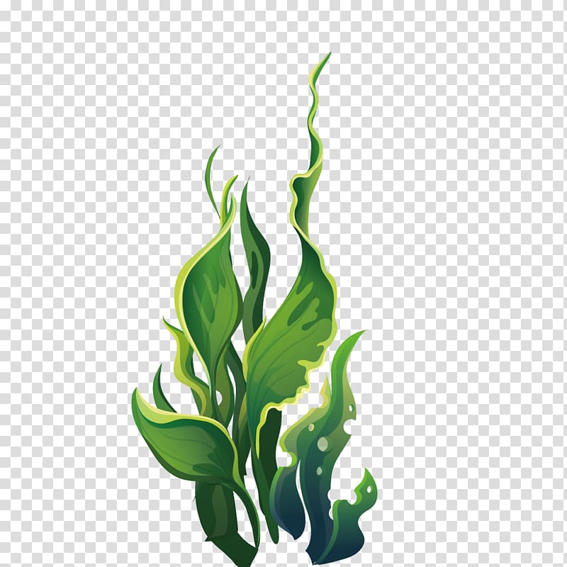 underwater plants png