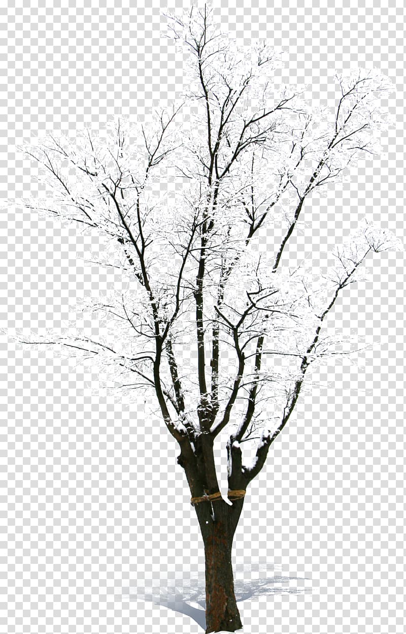 snow-covered dead tree transparent background PNG clipart