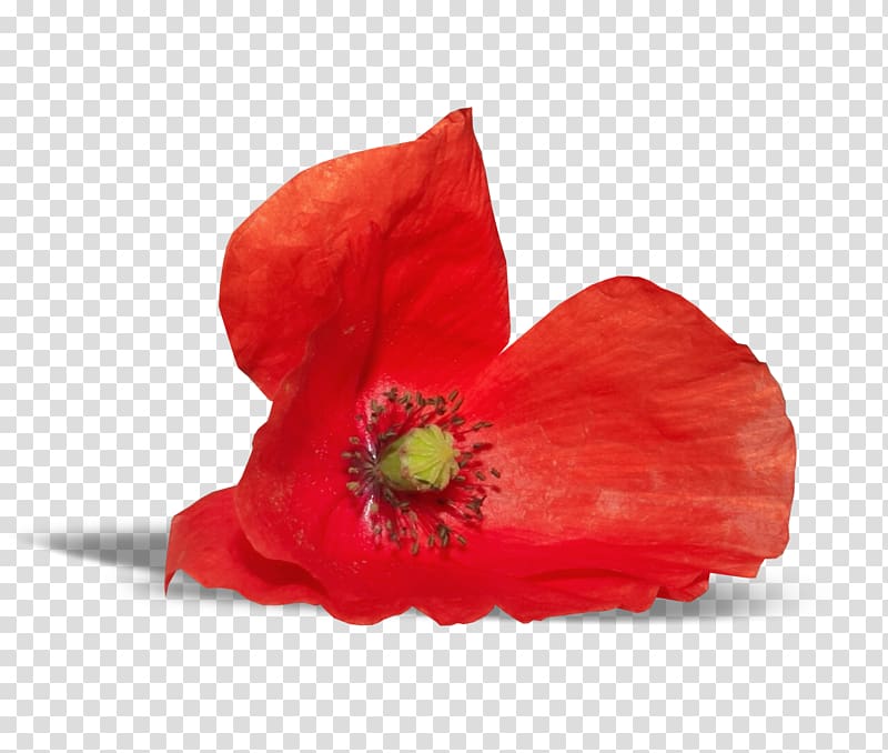 Poppy Flower , coral flowers transparent background PNG clipart