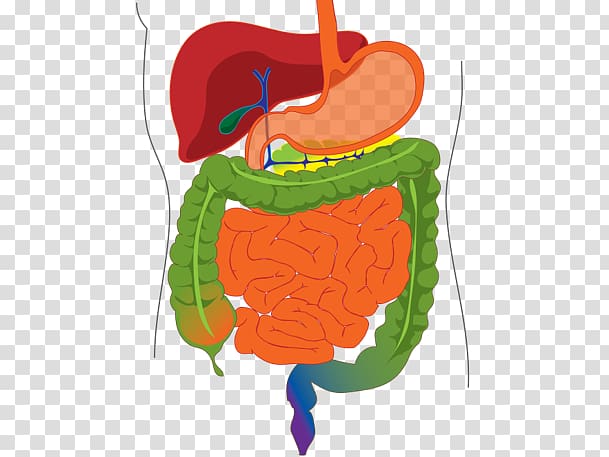 Human digestive system Gastrointestinal tract Digestion Organ Human body, others transparent background PNG clipart
