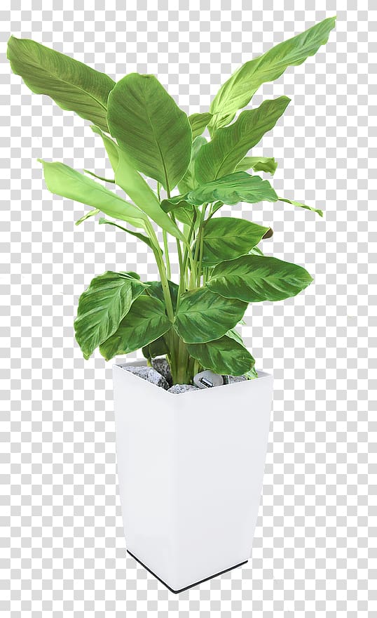 Energy synthesis Plant Electricity Bioo, Arkyne Technologies, Pot plant transparent background PNG clipart