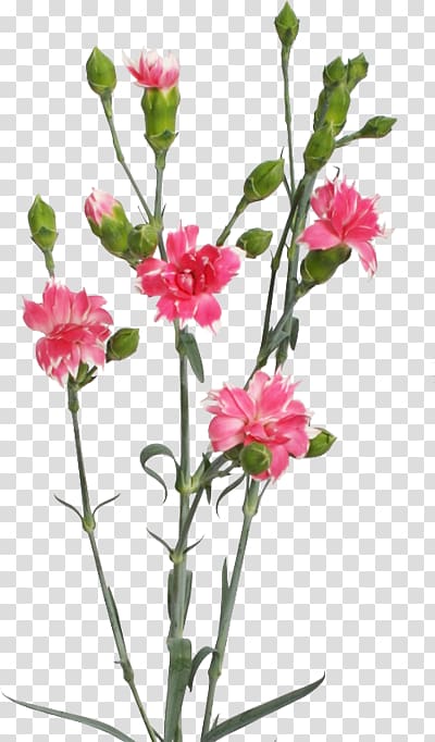Carnation Cut flowers Cherry Herbaceous plant, cherry transparent background PNG clipart