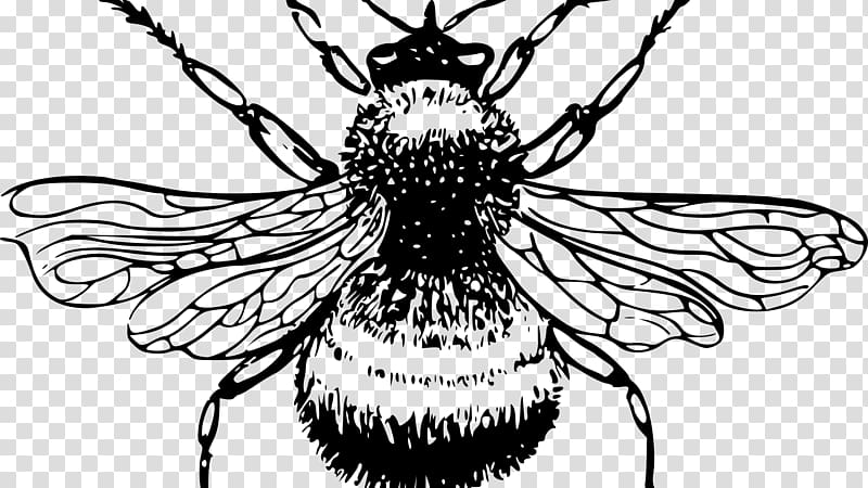 European dark bee Drawing Honey bee , Bumble transparent background PNG clipart
