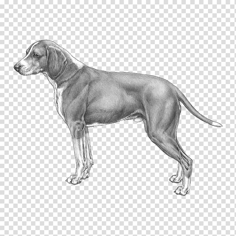 Weimaraner Hygenhund Dog breed Anglo-Français de Petite Vénerie Norwegian hound, others transparent background PNG clipart