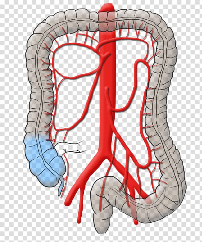 Organ Right colic artery Mesentery Colon, heart transparent background PNG clipart