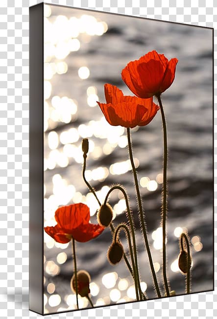Common poppy Sunset Lake Geneva Poppies, poppy seed transparent background PNG clipart